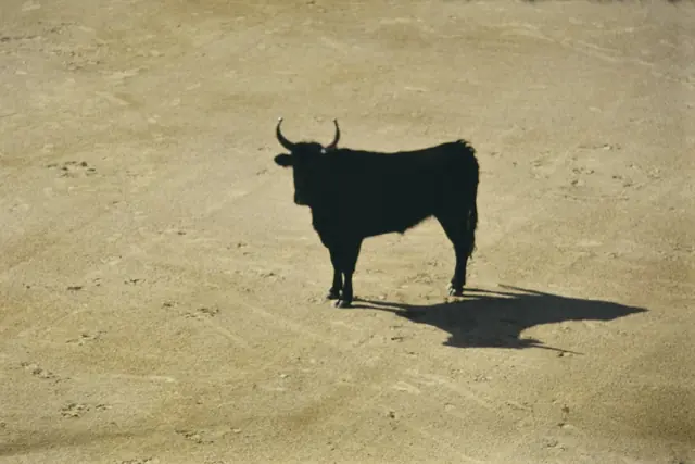 Taureau seul dans une arène de sable