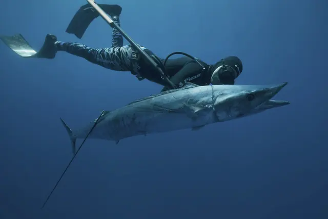 Chasseur sous-marin avec son fusil sous l’eau