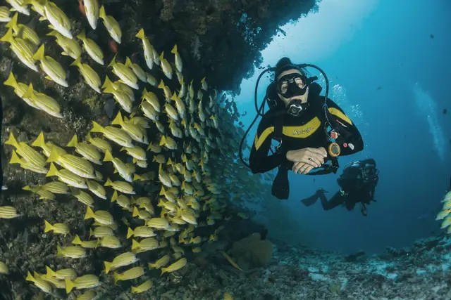 Plongeur au milieu d’un banc de poissons